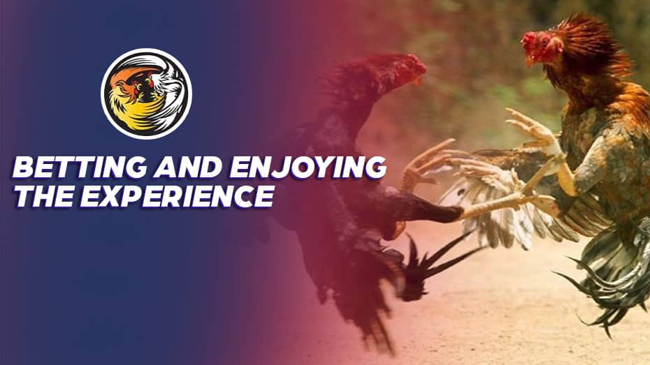 pit cobra returns 777 jili link free 100